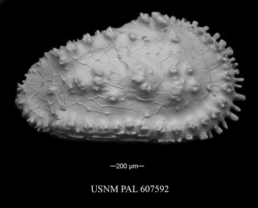 Cythereis sp. 7 Yasuhara et al., 2015
