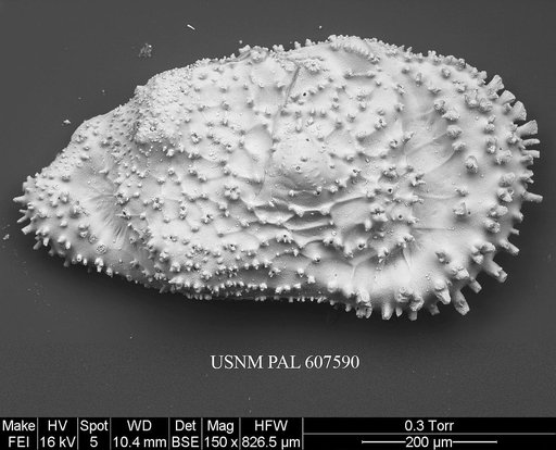 Cythereis sp. 5 Yasuhara et al., 2015