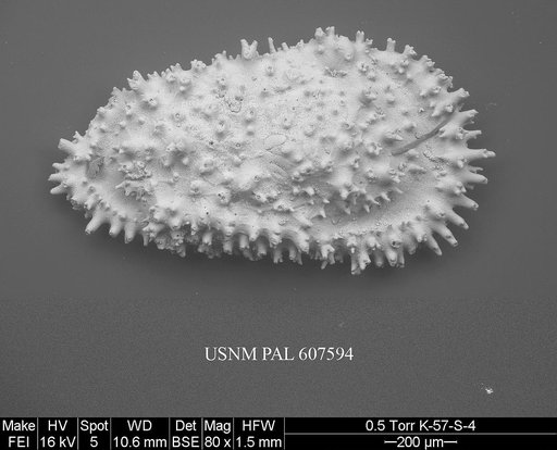 Cythereis sp. 9 Yasuhara et al., 2015
