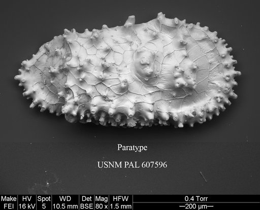 Cythereis tomcronini Yasuhara et al., 2015