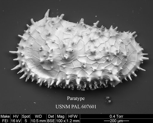 Cythereis tomcronini Yasuhara et al., 2015