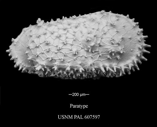 Cythereis legitimoformis Yasuhara et al., 2015