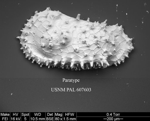 Cythereis tomcronini Yasuhara et al., 2015
