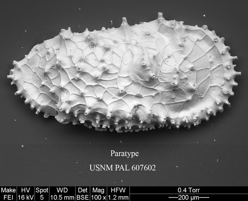 Cythereis tomcronini Yasuhara et al., 2015