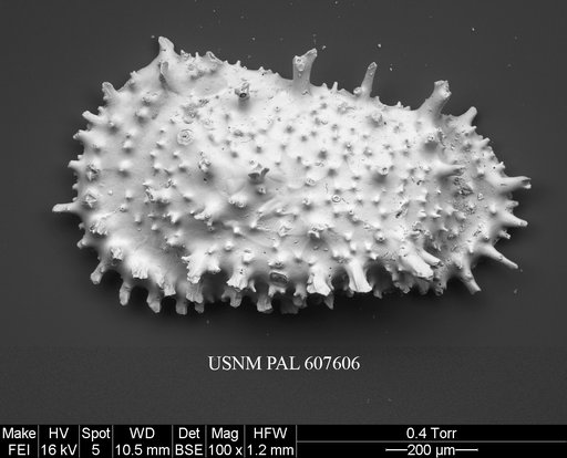 Croninocythereis cf. tridentiferi Yasuhara et al., 2015