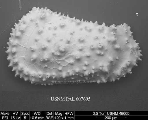 Cythereis sp. 10 Yasuhara et al., 2015