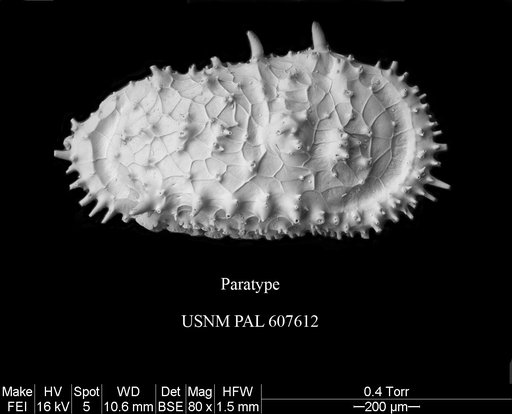 Cythereis richardbensoni Yasuhara et al., 2015