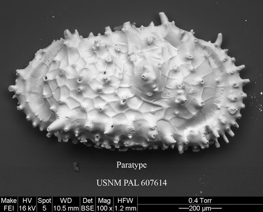 Cythereis richardbensoni Yasuhara et al., 2015