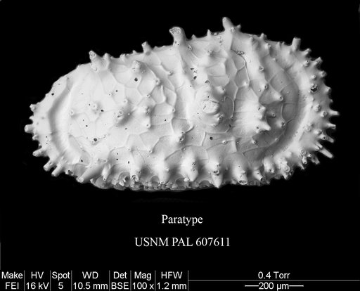 Cythereis richardbensoni Yasuhara et al., 2015
