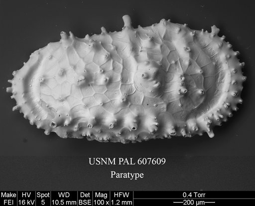 Cythereis richardbensoni Yasuhara et al., 2015