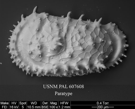 Cythereis richardbensoni Yasuhara et al., 2015