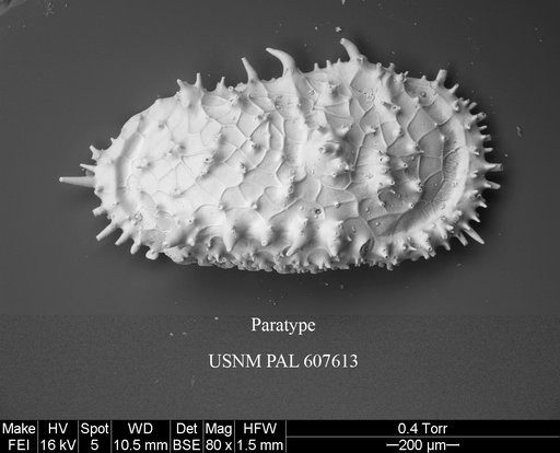 Cythereis richardbensoni Yasuhara et al., 2015