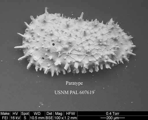 Croninocythereis tridentiferi Yasuhara et al., 2015