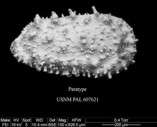 Croninocythereis tridentiferi Yasuhara et al., 2015