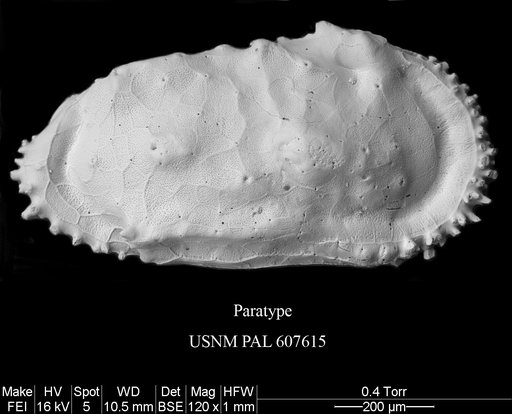Cythereis dinglei Yasuhara et al., 2015