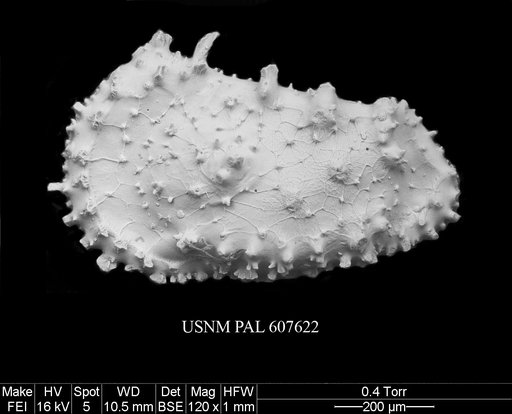 Croninocythereis presequenta (Benson, 1977)