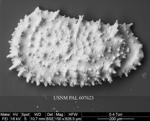 Croninocythereis cf. presequenta (Benson, 1977)