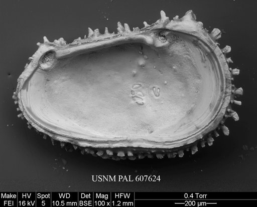 Croninocythereis cronini Yasuhara et al., 2015