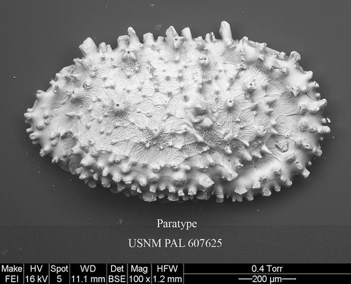 Croninocythereis cronini Yasuhara et al., 2015