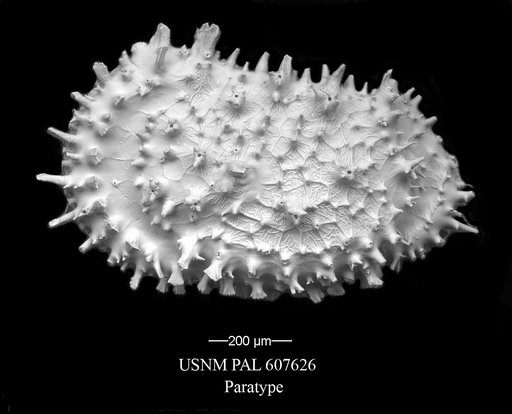 Croninocythereis cronini Yasuhara et al., 2015