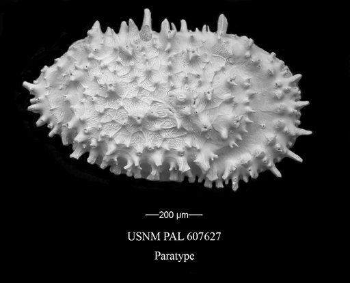 Croninocythereis cronini Yasuhara et al., 2015