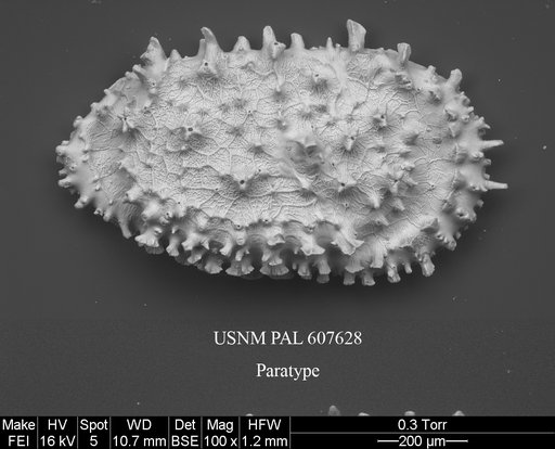 Croninocythereis cronini Yasuhara et al., 2015
