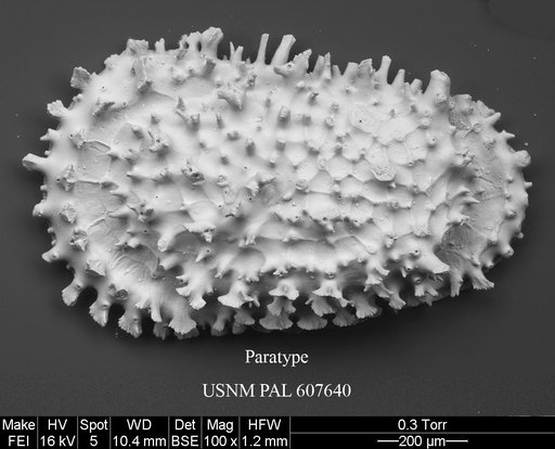 Croninocythereis cronini Yasuhara et al., 2015