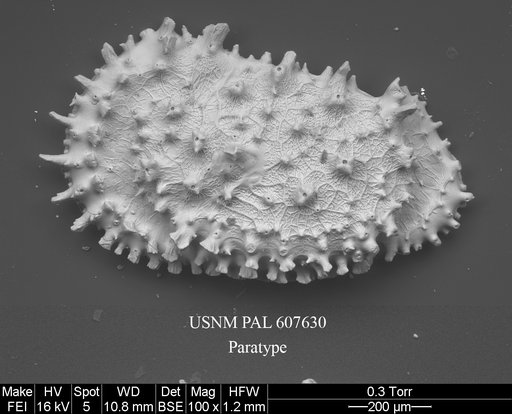Croninocythereis cronini Yasuhara et al., 2015