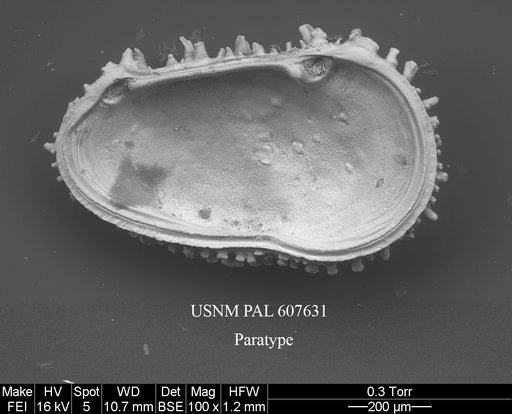 Croninocythereis cronini Yasuhara et al., 2015