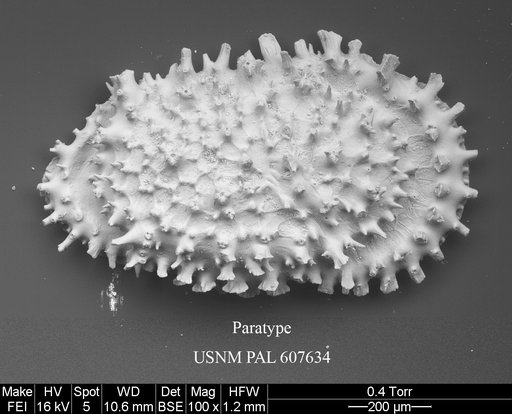 Croninocythereis cronini Yasuhara et al., 2015