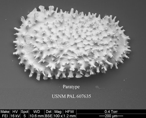 Croninocythereis cronini Yasuhara et al., 2015