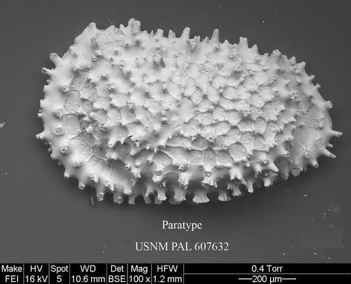 Croninocythereis cronini Yasuhara et al., 2015