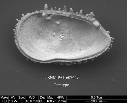 Croninocythereis cronini Yasuhara et al., 2015