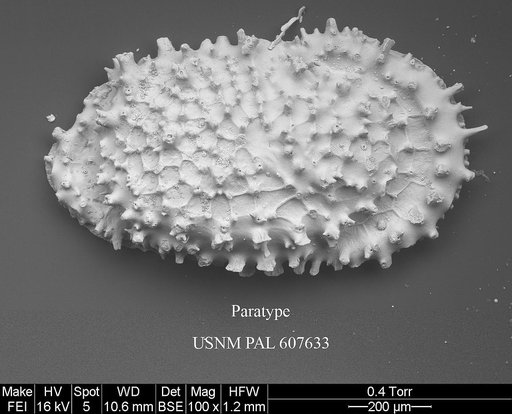 Croninocythereis cronini Yasuhara et al., 2015