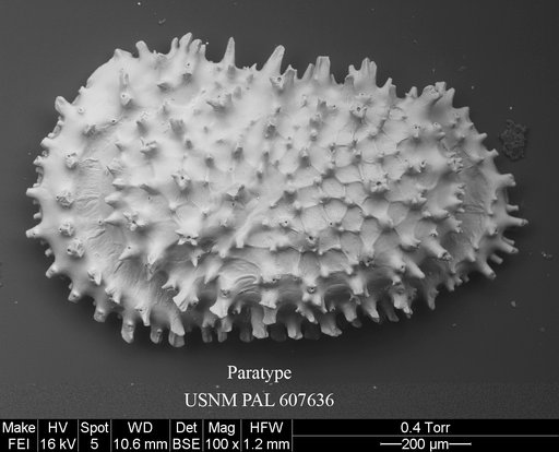 Croninocythereis cronini Yasuhara et al., 2015