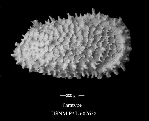 Croninocythereis cronini Yasuhara et al., 2015