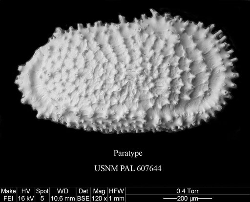 Cythereis ovi Yasuhara et al., 2015