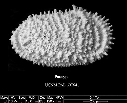 Cythereis ovi Yasuhara et al., 2015