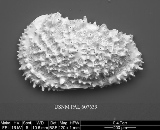 Croninocythereis sp. 1 Yasuhara et al., 2015