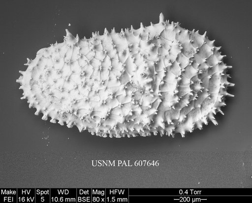 Legitimocythere acanthoderma s.l. (Brady, 1880)