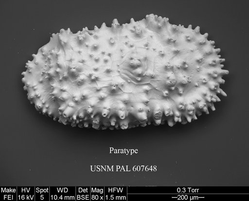 Cythereis swansoni Yasuhara et al., 2015