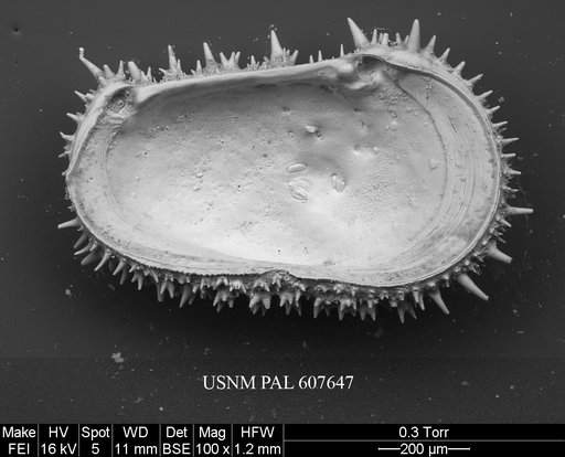 Cythereis sp. 11 Yasuhara et al., 2015