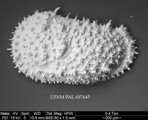 Legitimocythere acanthoderma s.l. (Brady, 1880)