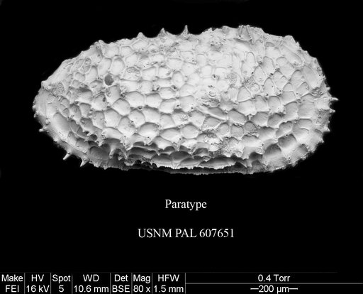 Bensonocosta bensoni Yasuhara et al., 2015