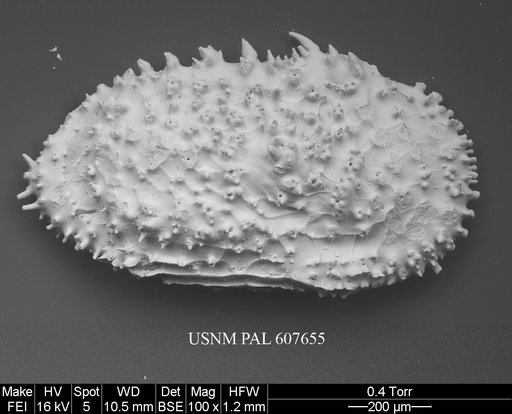 Ayressoleberis cf. colesi Yasuhara et al., 2015