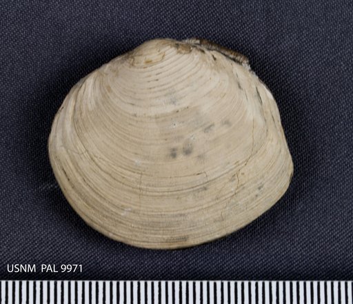 Nymphalucina cleburni