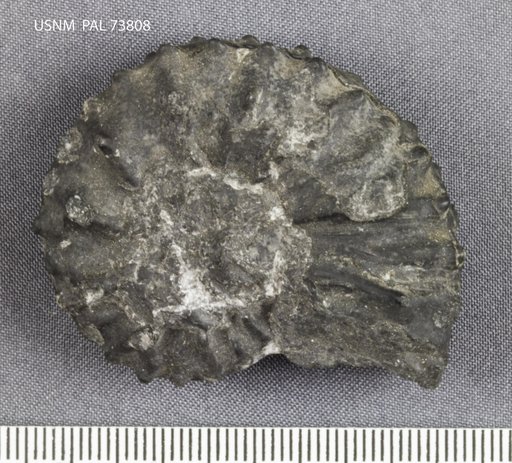 Nevadites hyatti (Smith)