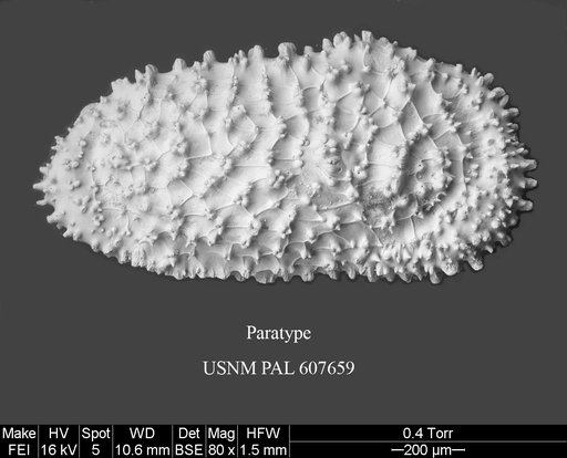 Ayressoleberis colesi Yasuhara et al., 2015