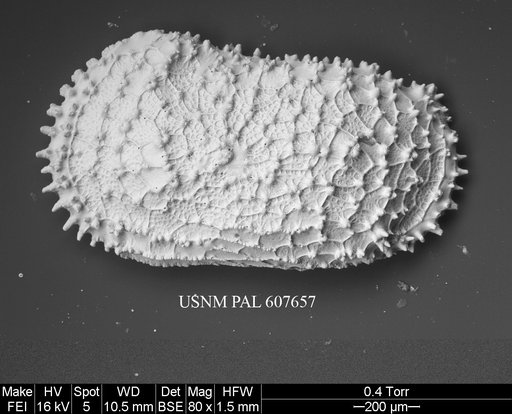 Ayressoleberis sp. 1 Yasuhara et al., 2015