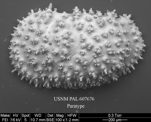 Legitimocythere tomi Yasuhara et al., 2015